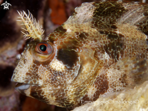 A underwater creature