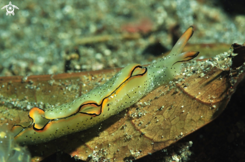 A sea slug