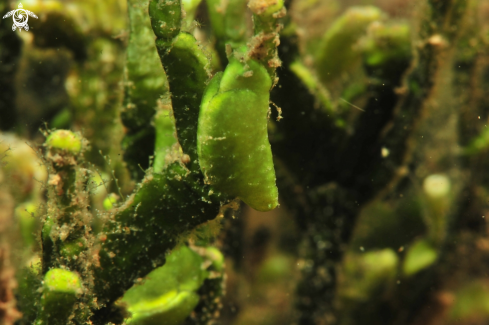 A Elysiella pusilla  | sea slug