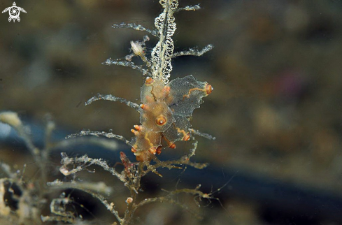 A Eubranchus rubropunctatus  | Nudibranch