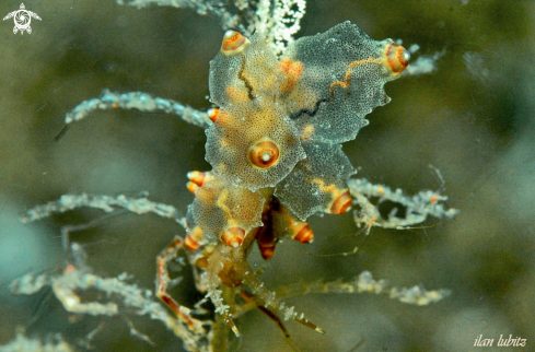 A Eubranchus rubropunctatus  | sea slug