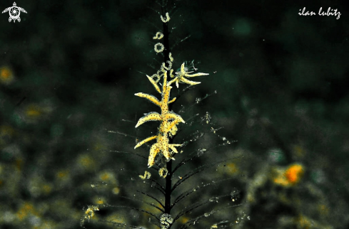 A sea slug