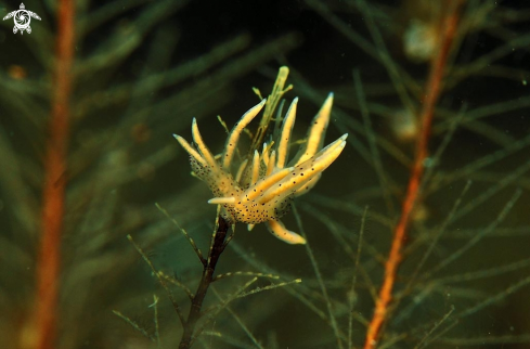 A Eubranchus virginalis   | sea slug