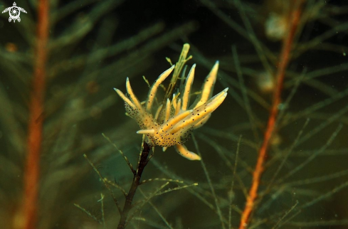 A sea slug