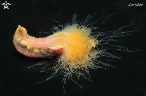 A Eupolymnia nebulosa  | sea slug