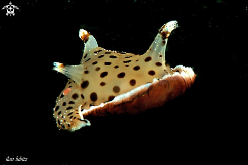 A Euselenops luniceps  | sea slug