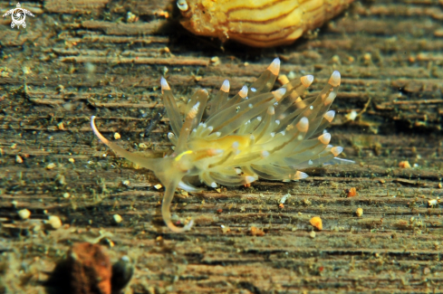 A Nudibranch