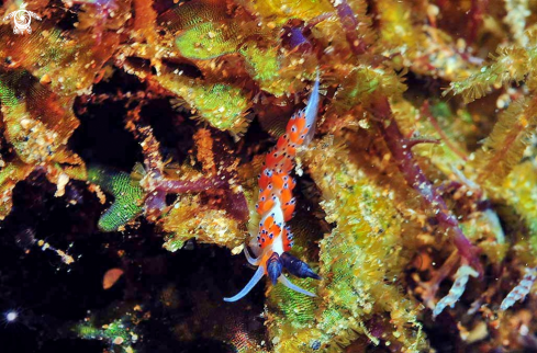 A Nudibranch