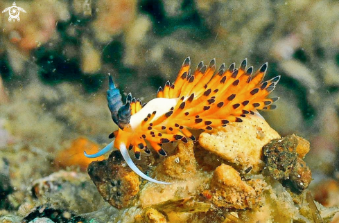 A Nudibranch