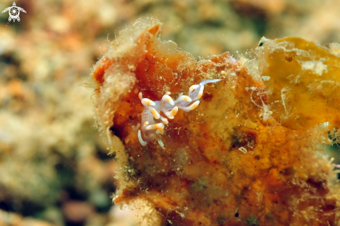 A Nudibranch