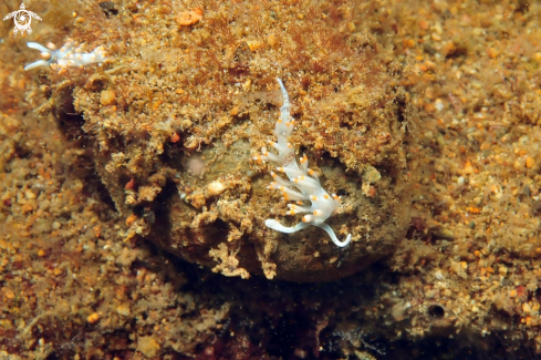 A Nudibranch