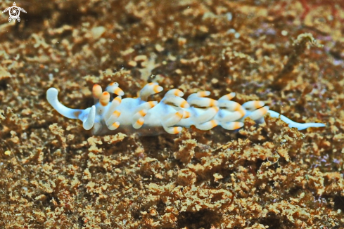 A Nudibranch