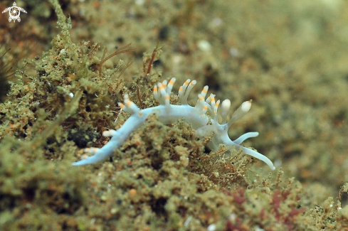 A Nudibranch