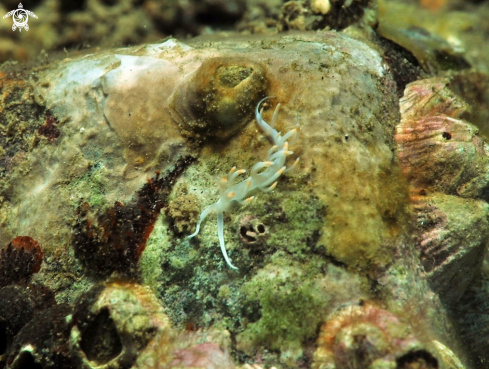 A Nudibranch