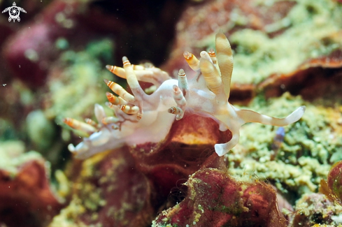 A sea slug