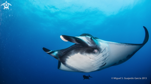 A underwater creature