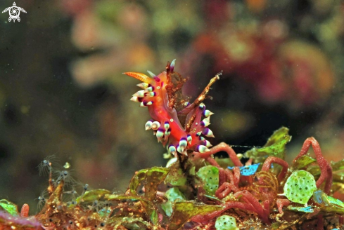 A Nudibranch