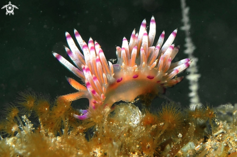 A Nudibranch