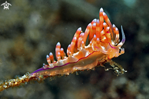 A Nudibranch