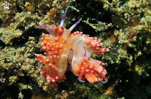 A Flabellina rubrolineata 