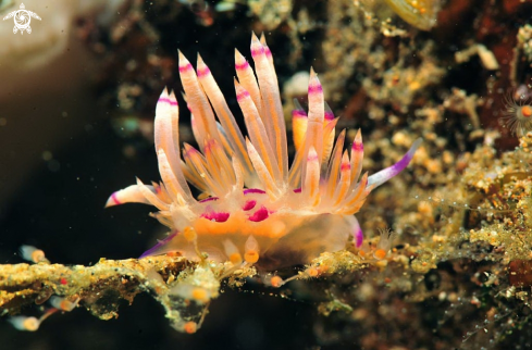 A Nudibranch