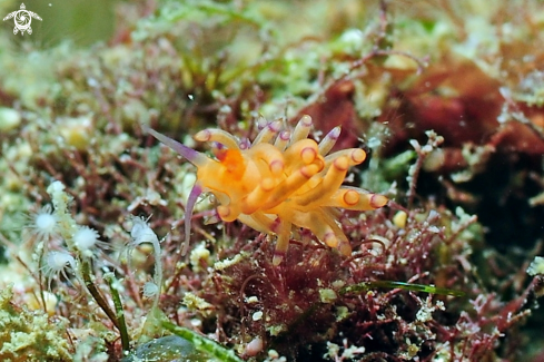 A Nudibranch