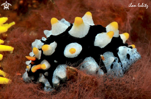 A Nudibranch