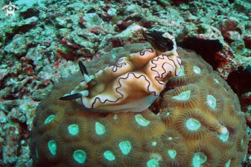 A Nudibranch