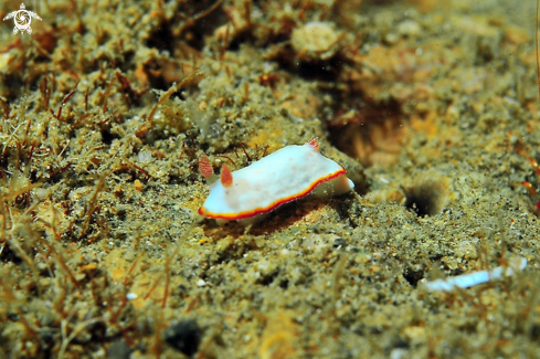 A Nudibranch