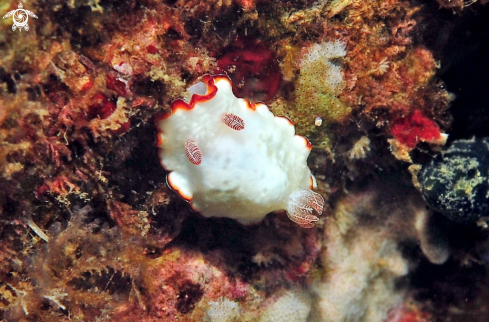 A Nudibranch