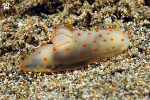 A Gymnodoris ceylonica  | Nudibranch