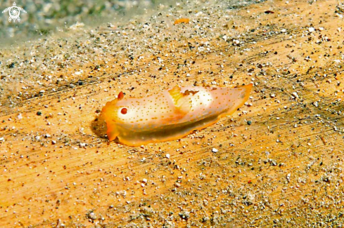 A Coral crab | Nudibranch