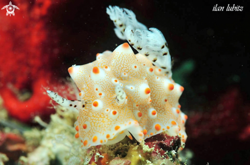 A Halgerda batangas  | Nudibranch