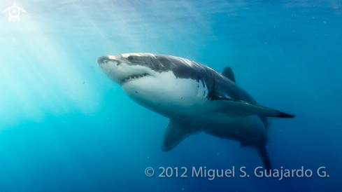 A underwater creature