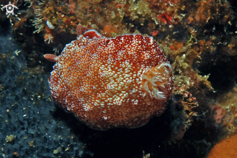 A Nudibranch