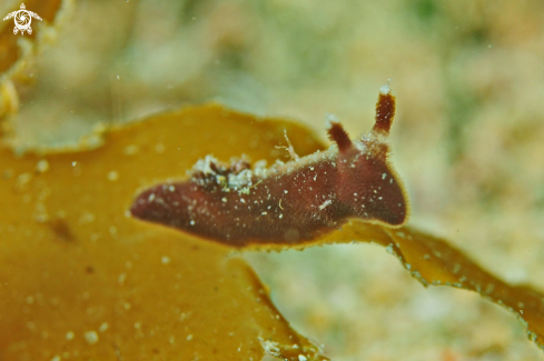 A Hallaxa indecora  | Nudibranch