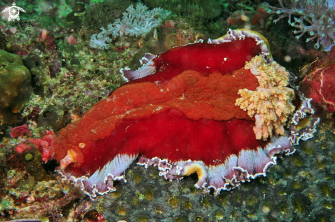 A Hexabranchus sanguineus   | Nudibranch