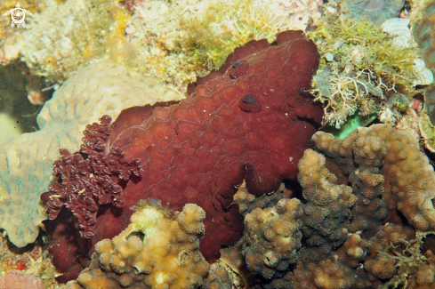 A Hexabranchus sanguineus   | Nudibranch