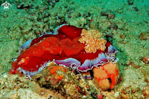 A Hexabranchus sanguineus   | Nudibranch