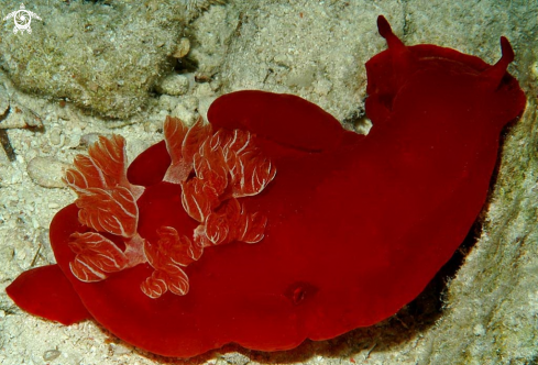 A Hexabranchus sanguineus   | Nudibranch