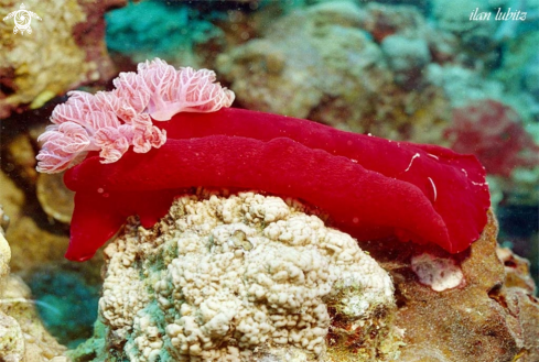 A Hexabranchus sanguineus   | Nudibranch