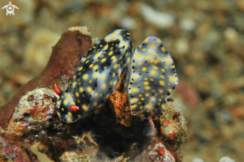 A Nudibranch