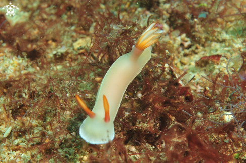 A Hypselodoris bullockii  | Nudibranch