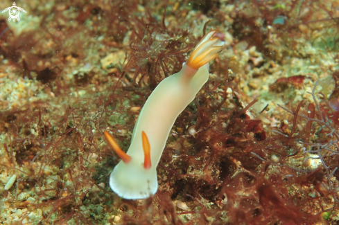 A Nudibranch