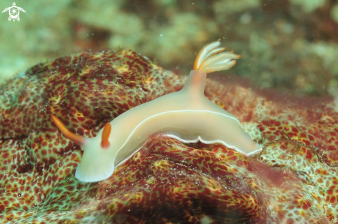 A Hypselodoris bullockii  | Nudibranch