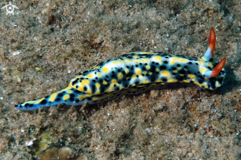 A Nudibranch