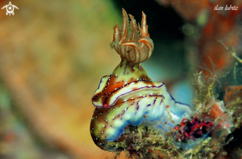 A Nudibranch