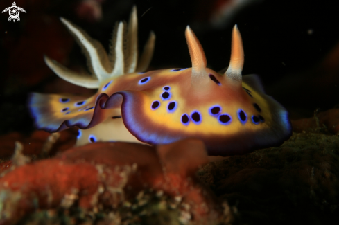 A Goniobranchus kuniei | Nudibranch