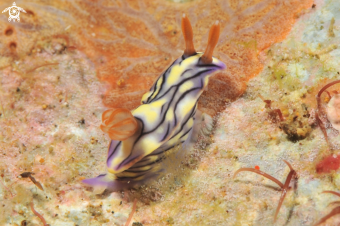 A Nudibranch