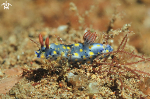 A Nudibranch